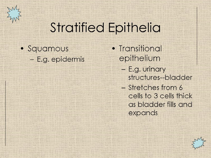 Stratified Epithelia Squamous E.g. epidermis Transitional epithelium  E.g. urinary structures--bladder Stretches from 6